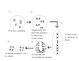 definicion de gen biologia